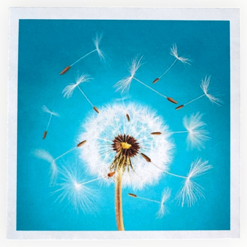 Kit de Pintura con Diamantes 5D - Diamond Paint - Diente de León - 30 x 30 cms
